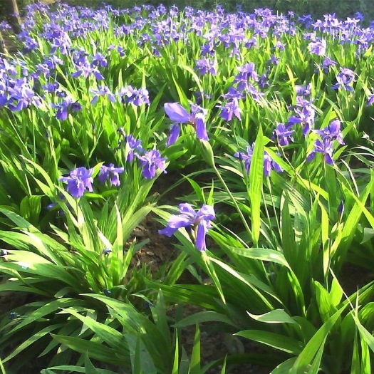 沭阳县 庭院道路绿化地被植物鸢尾花苗盆栽蝴蝶兰蓝花鸢尾苗素心兰花