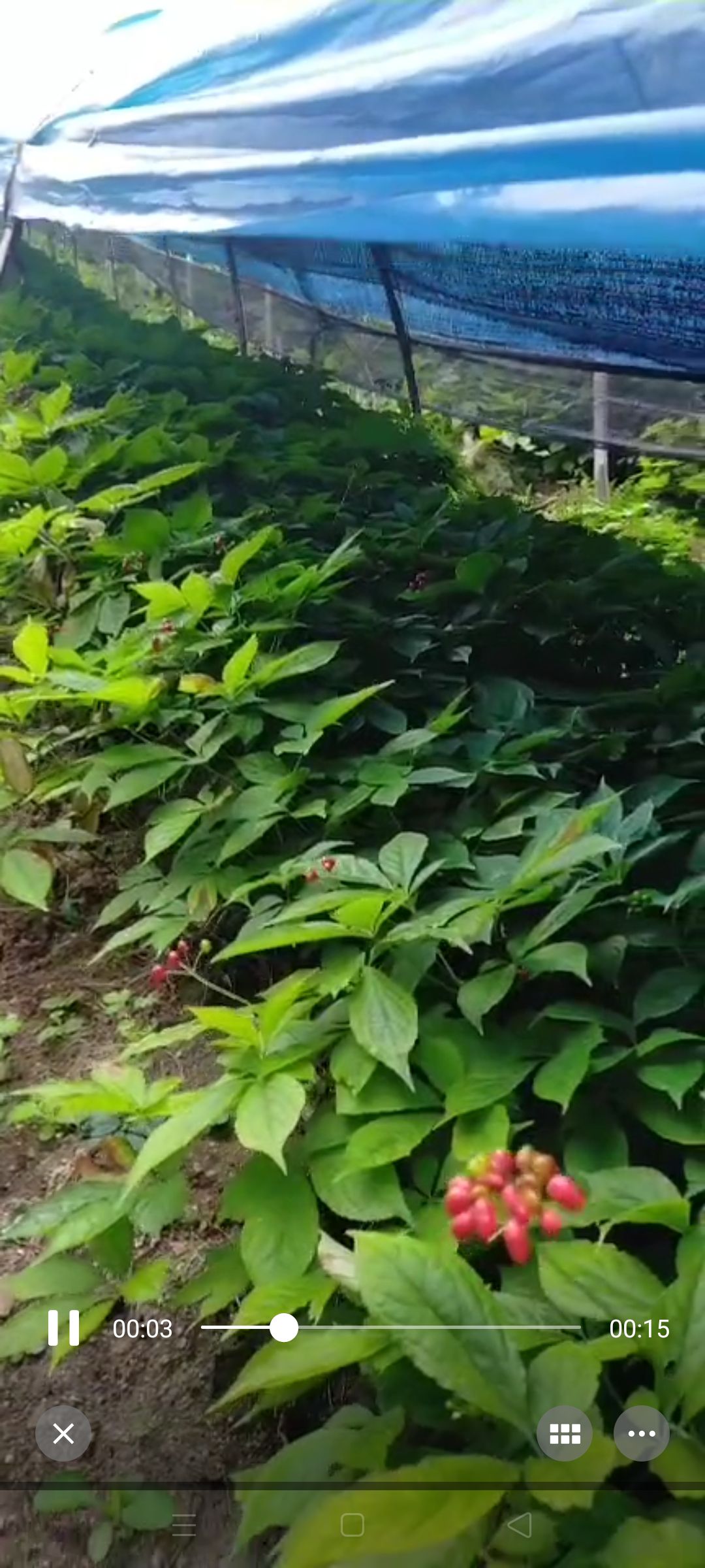 人参种苗 人参苗