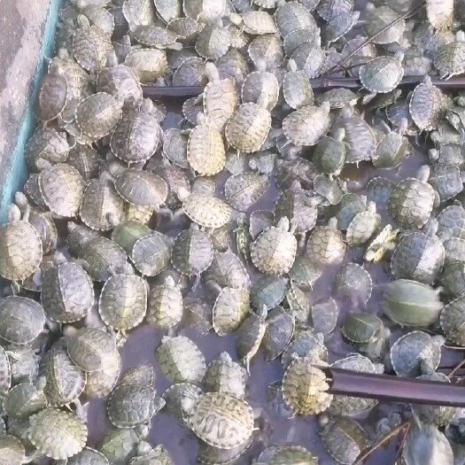 南丰县自家养殖基地孵化的巴西龟苗