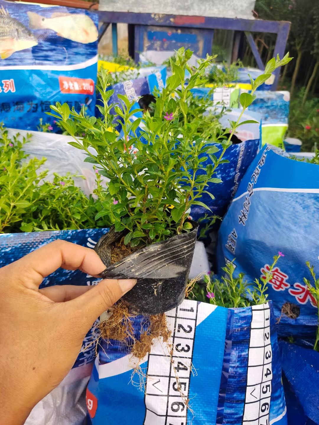  满天星小苗满天星盆栽好养四季开花不断工程庭院 阳台绿植 花卉