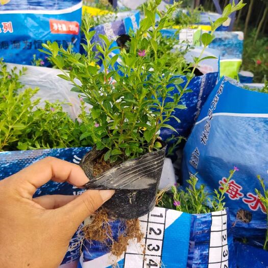 泉州 满天星小苗满天星盆栽好养四季开花不断工程庭院 阳台绿植 花卉