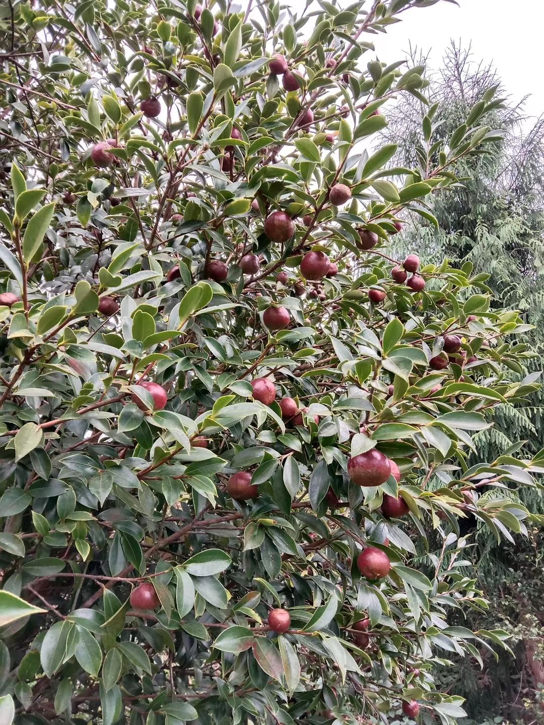 茶籽  大量新上市价格实惠诚信经营欢迎新老客户前来咨询