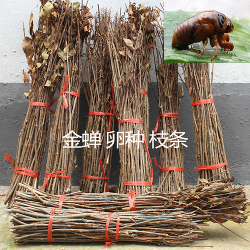 无棣县金蝉卵枝白蜡卵枝知了猴卵枝金蝉苗金蝉养殖