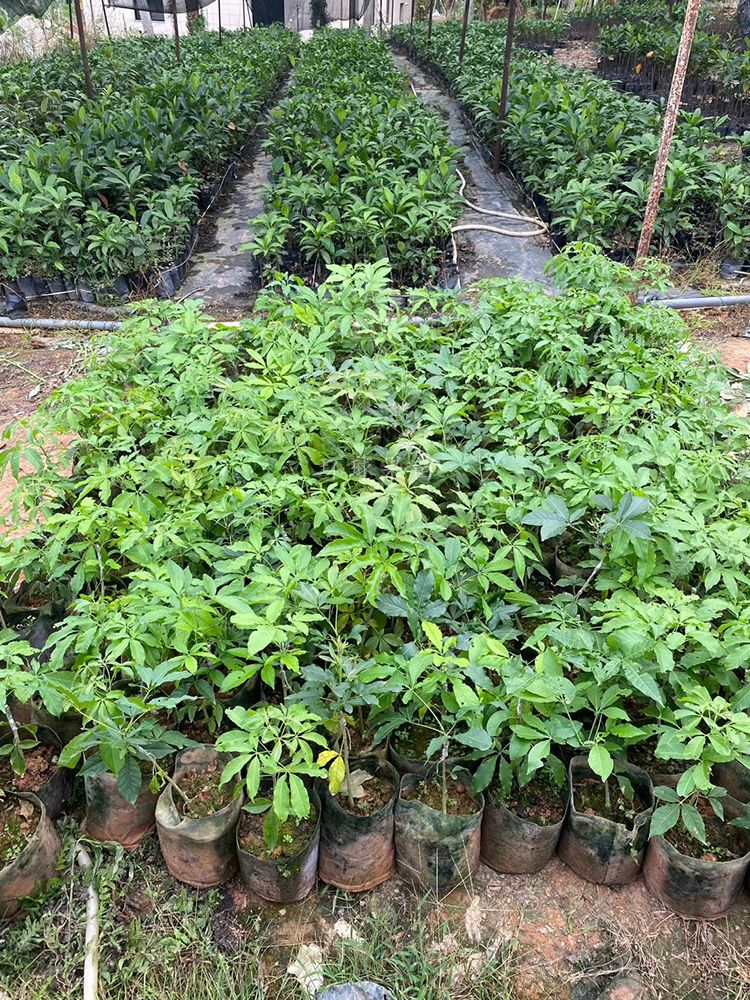 脆柿苗 柿子苗 甜脆柿子 嫁接果树苗南北方种植 盆栽地栽苗