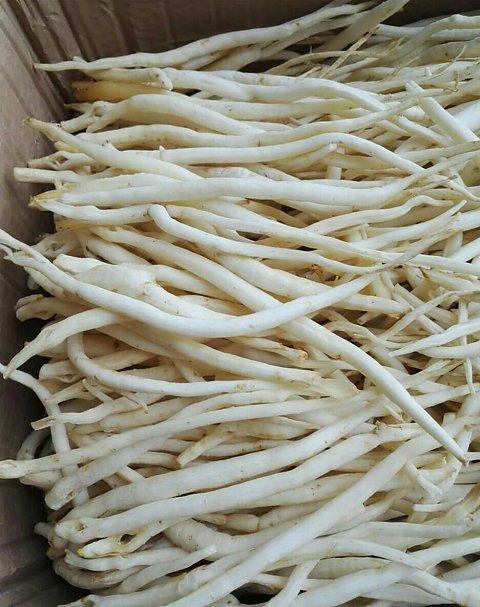 苍溪县沙参 川明参出售！量大价格从优！