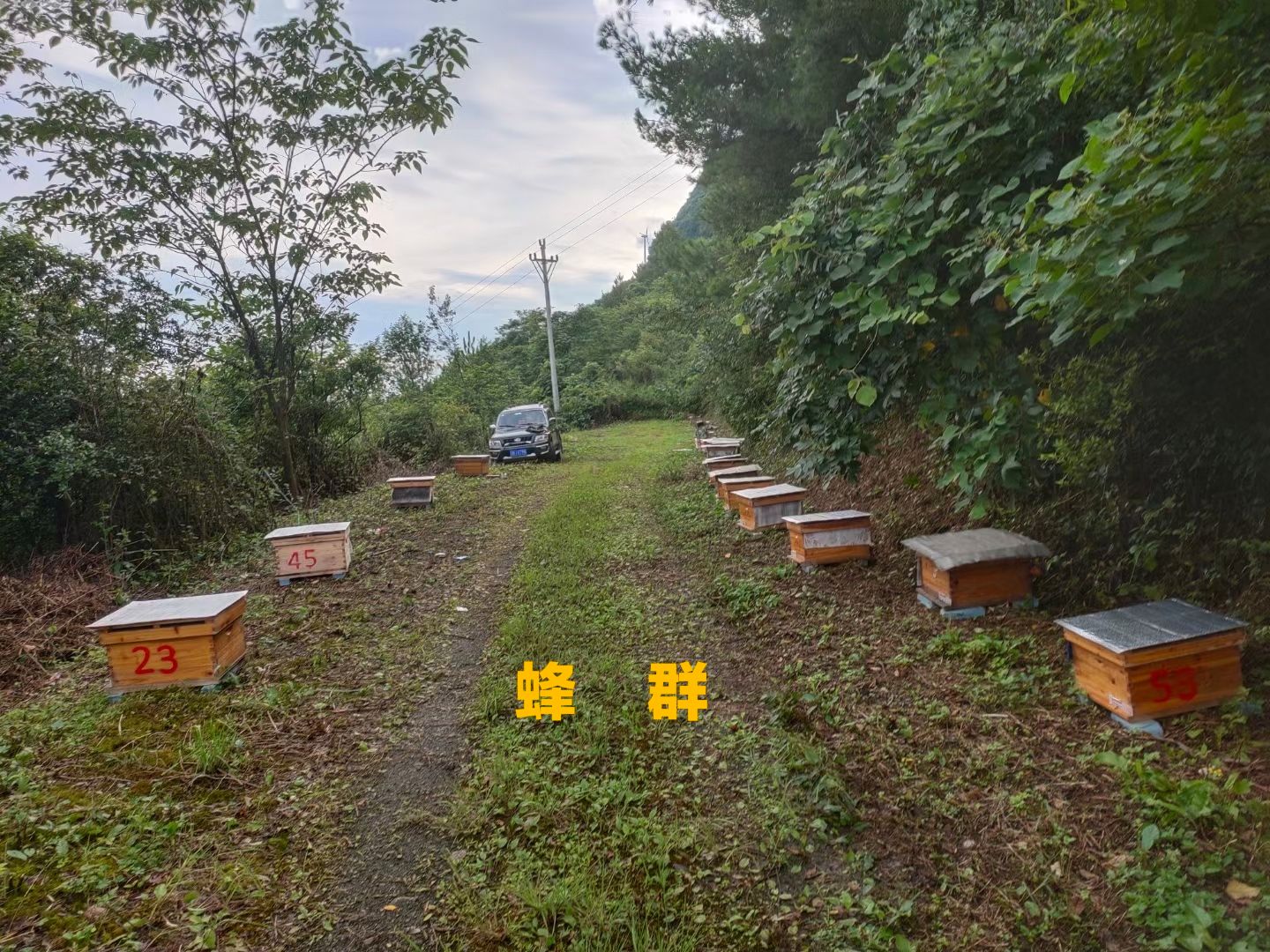 百花蜜 彈子山藥花蜜