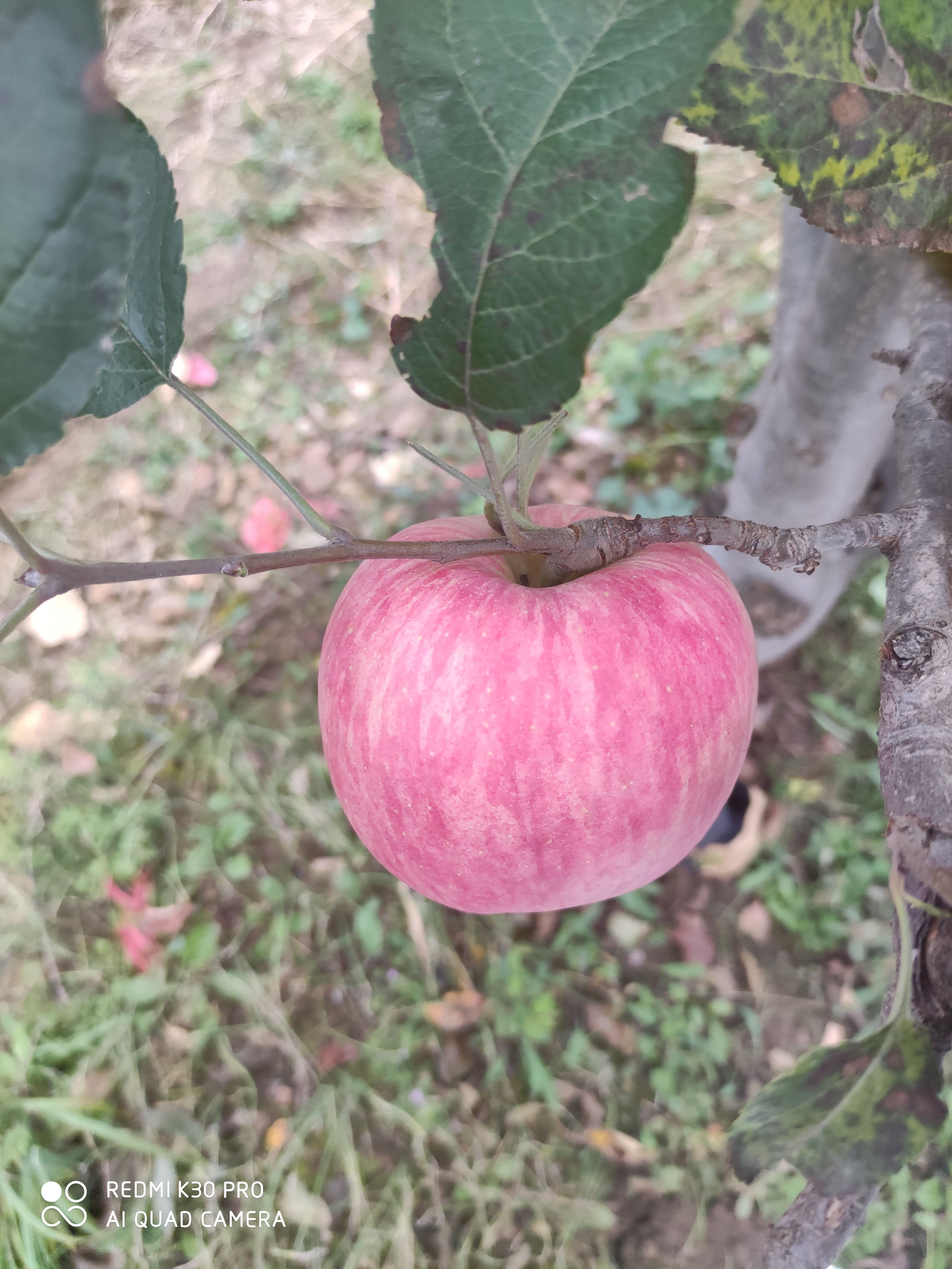 中秋王苹果  本地蒙富，也叫中秋王，套袋，条红，果径大，可长期储存