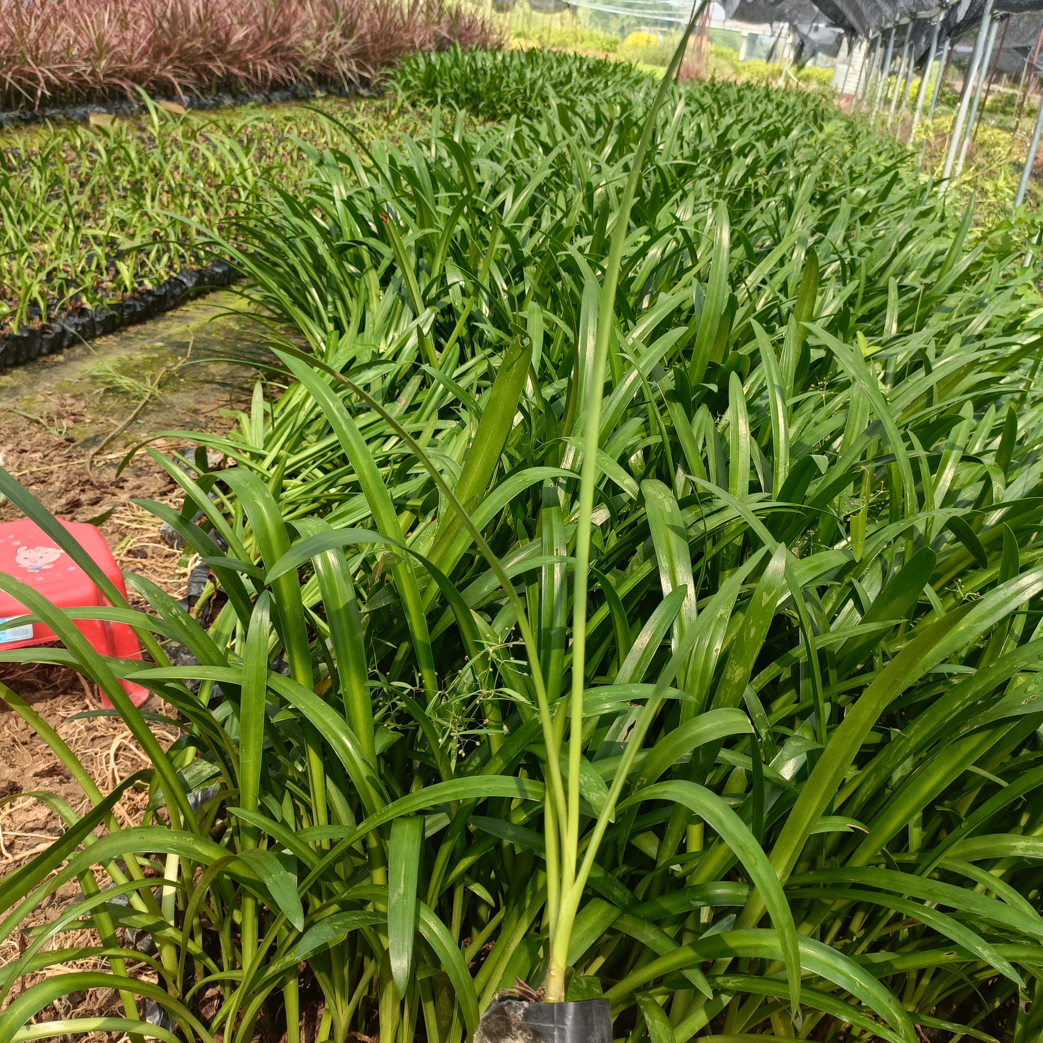 蜘蛛兰小杯苗高20-25公分