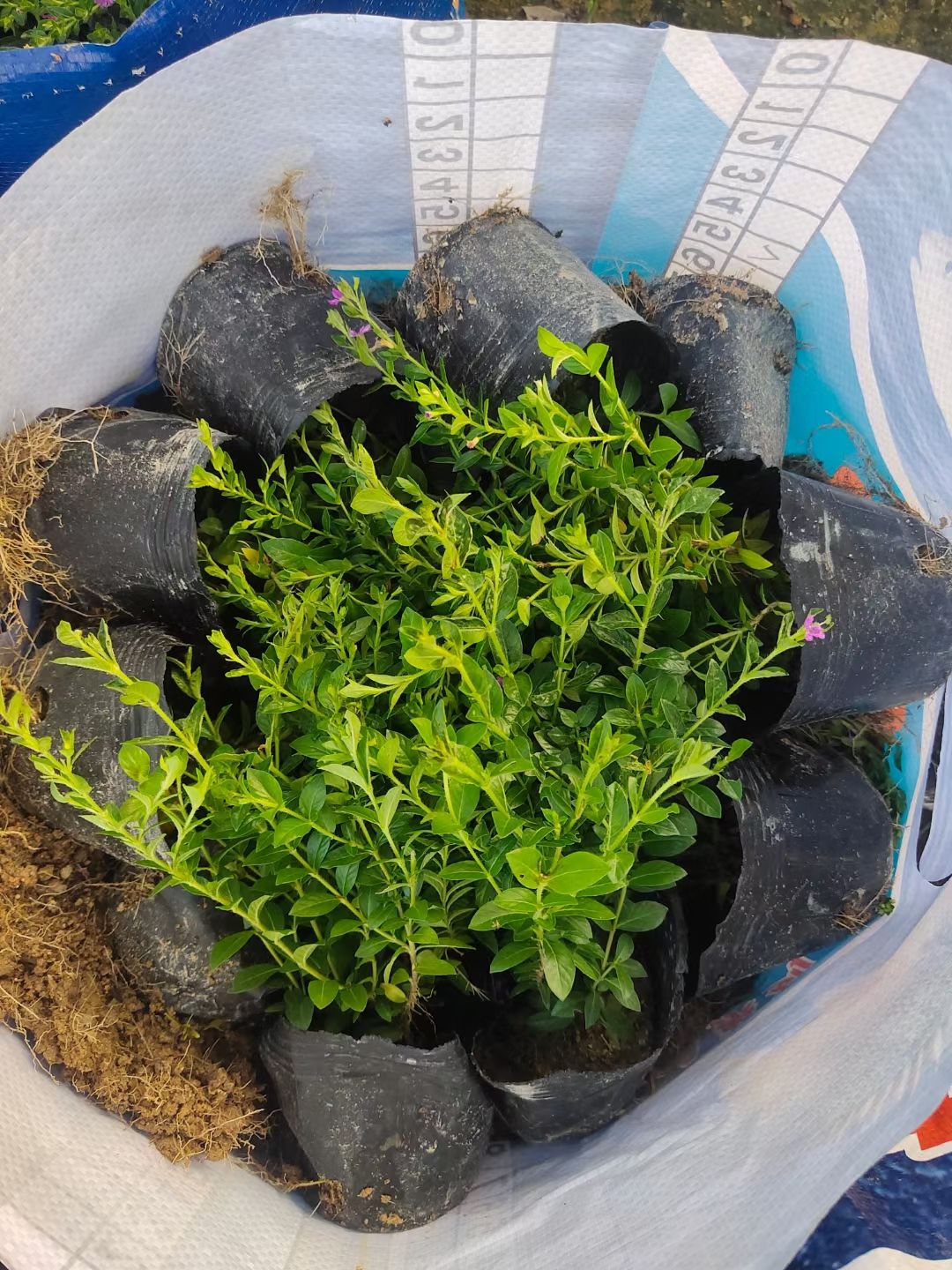  满天星小苗满天星盆栽好养四季开花不断工程庭院 阳台绿植 花卉