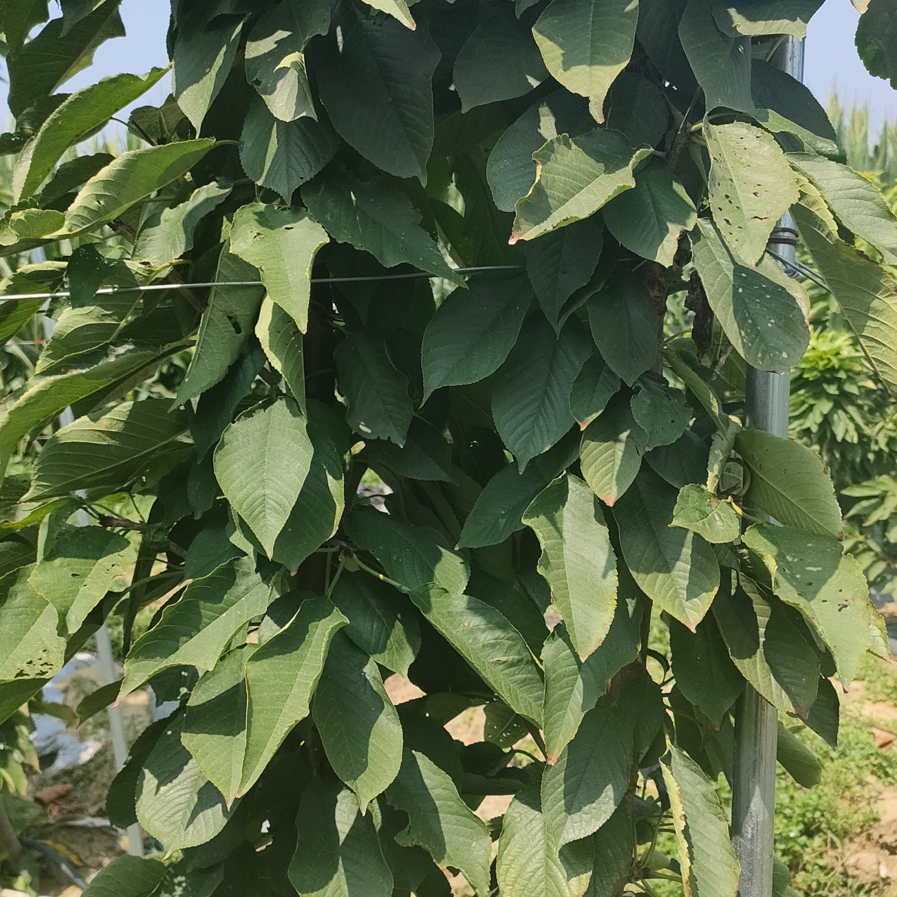 樱桃苗 一根根樱桃树苗2/3公分，盆栽樱桃树，新品种樱桃树苗