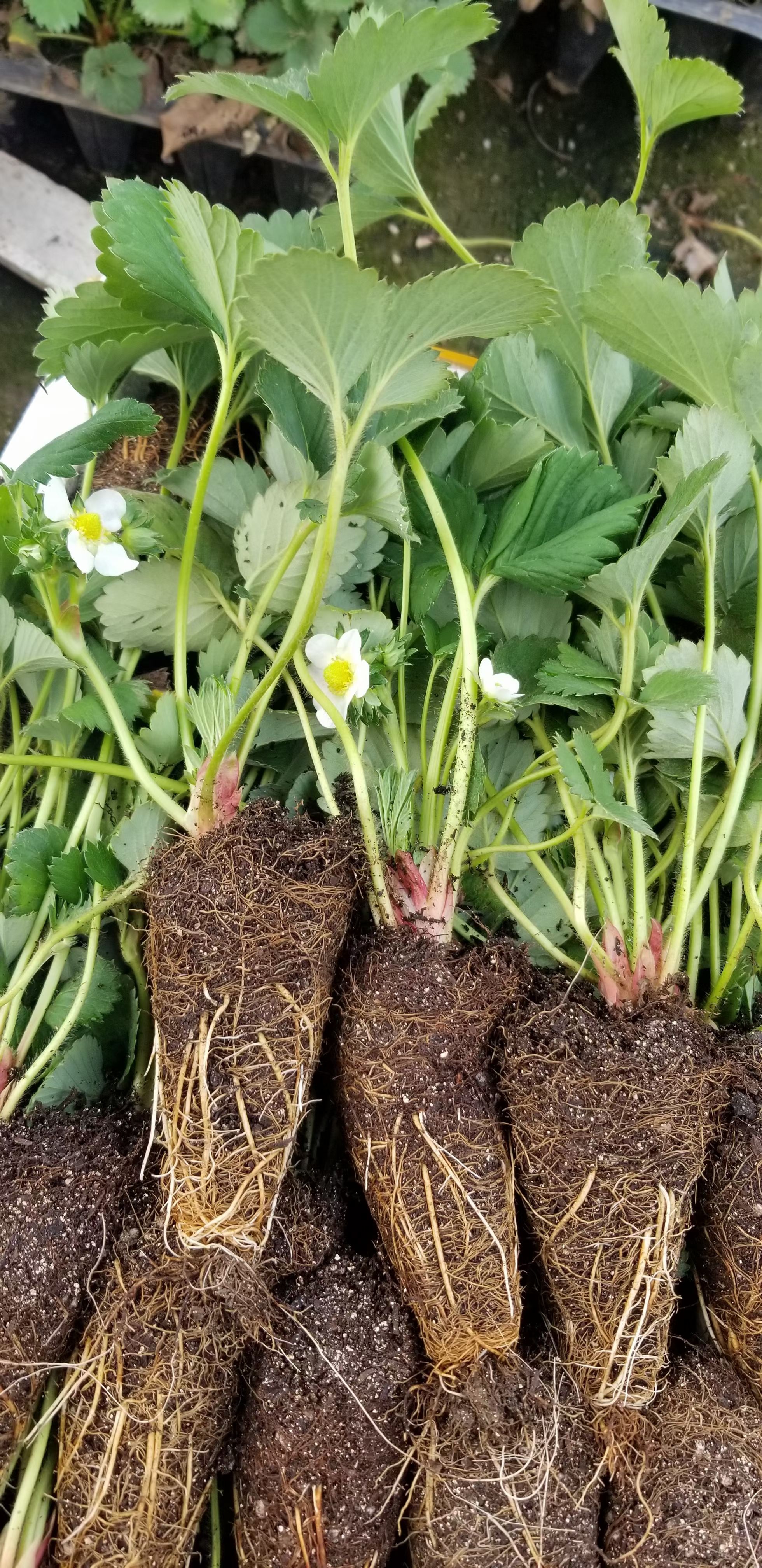 四季草莓苗 穴盘草莓苗 带土发货成活率高