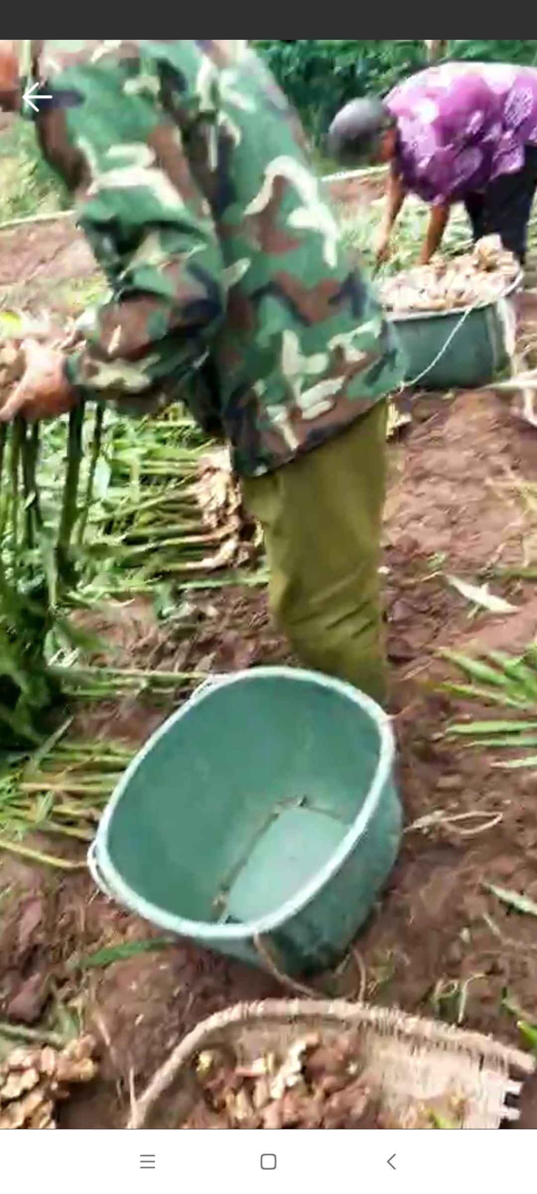 板姜 本地坨坨姜筋少香脆