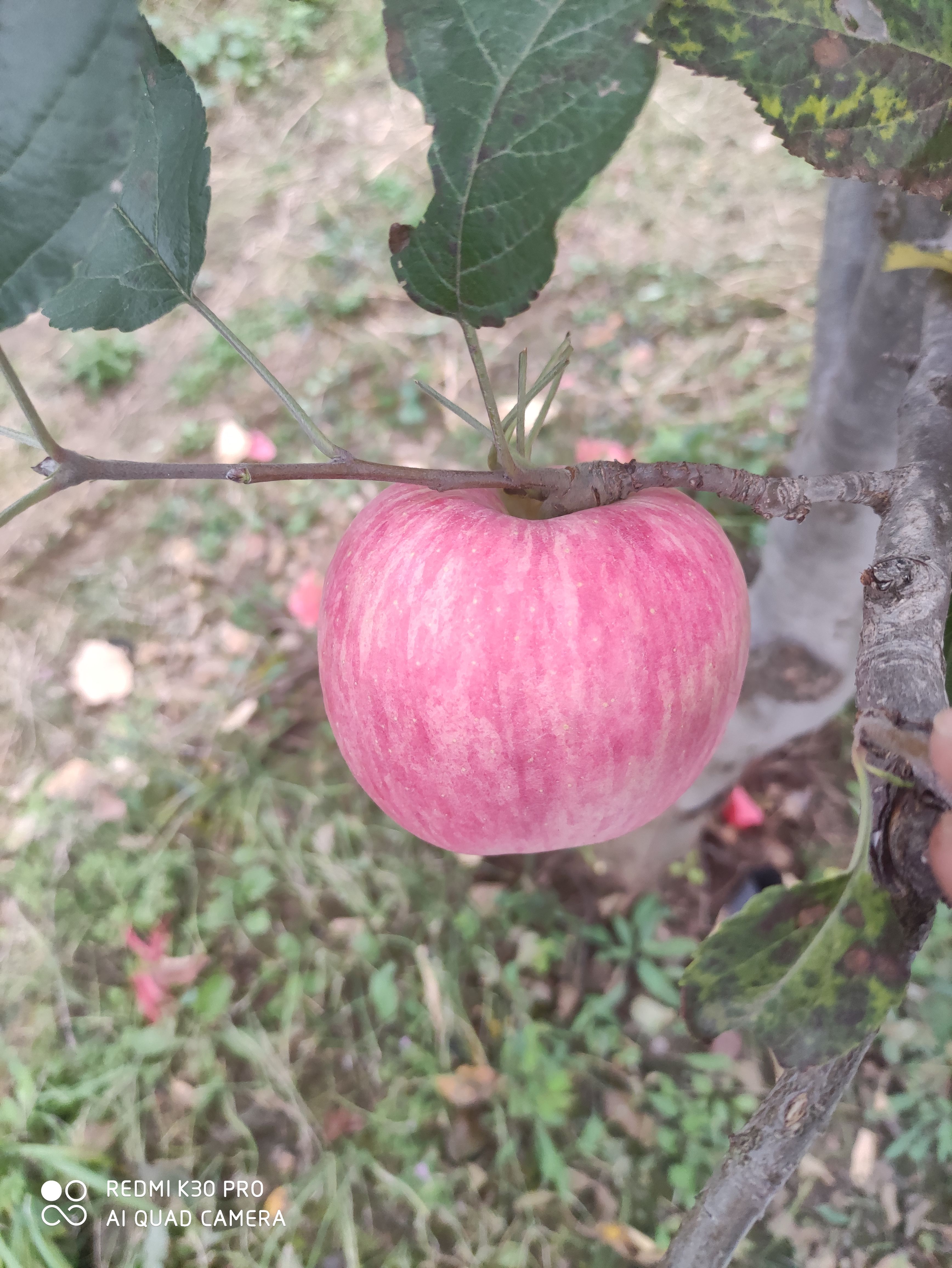 中秋王苹果  本地蒙富，也叫中秋王，套袋，条红，果径大，可长期储存