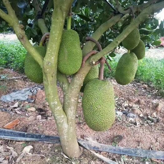 白沙县红肉菠萝蜜苗  八号菠萝蜜营养杯苗