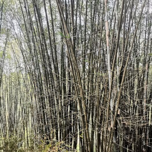 苍梧县排山竹，老水竹，搭建现砍现卖
