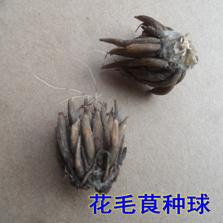 花毛茛种球四季开花洋牡丹球根耐寒多年生室内外花卉盆栽植物花