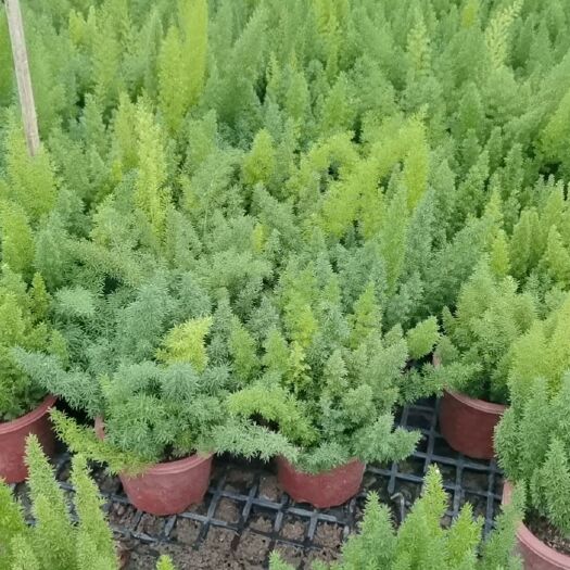 中山市 网红植物狐尾天门冬，金叶佛甲草