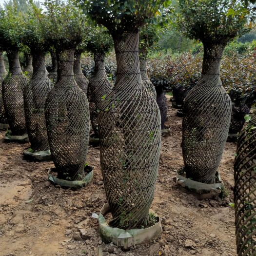 沭阳县大花紫薇 1.5~2米 20公分以上 20公分以上 1~2米 带盆发货 
