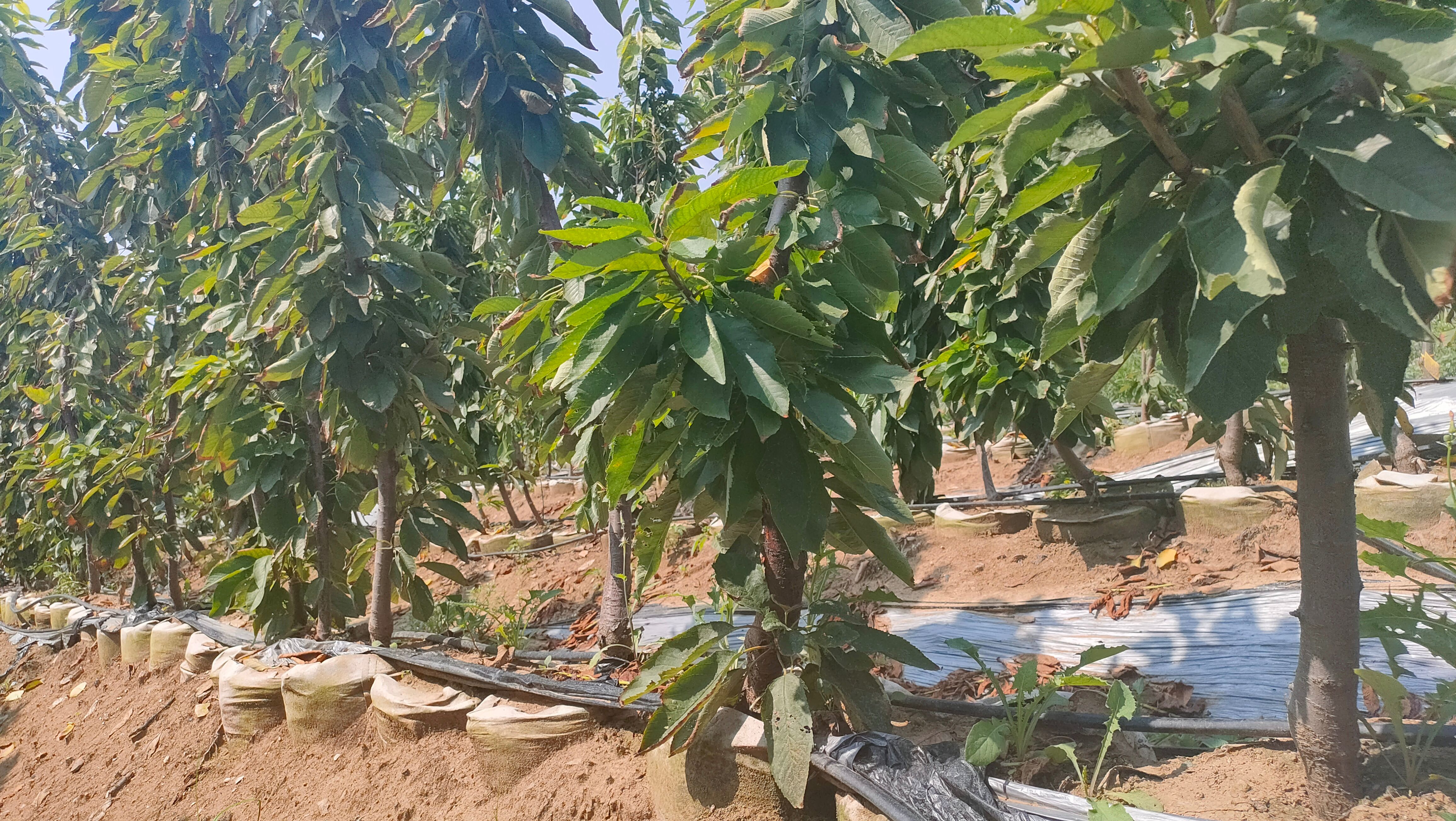 樱桃苗 一根根樱桃树苗2/3公分，盆栽樱桃树，新品种樱桃树苗
