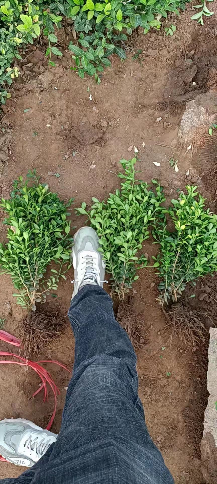 瓜子黄杨工程小苗别墅庭院耐寒绿化苗木苗圃种植小叶黄杨四季常青