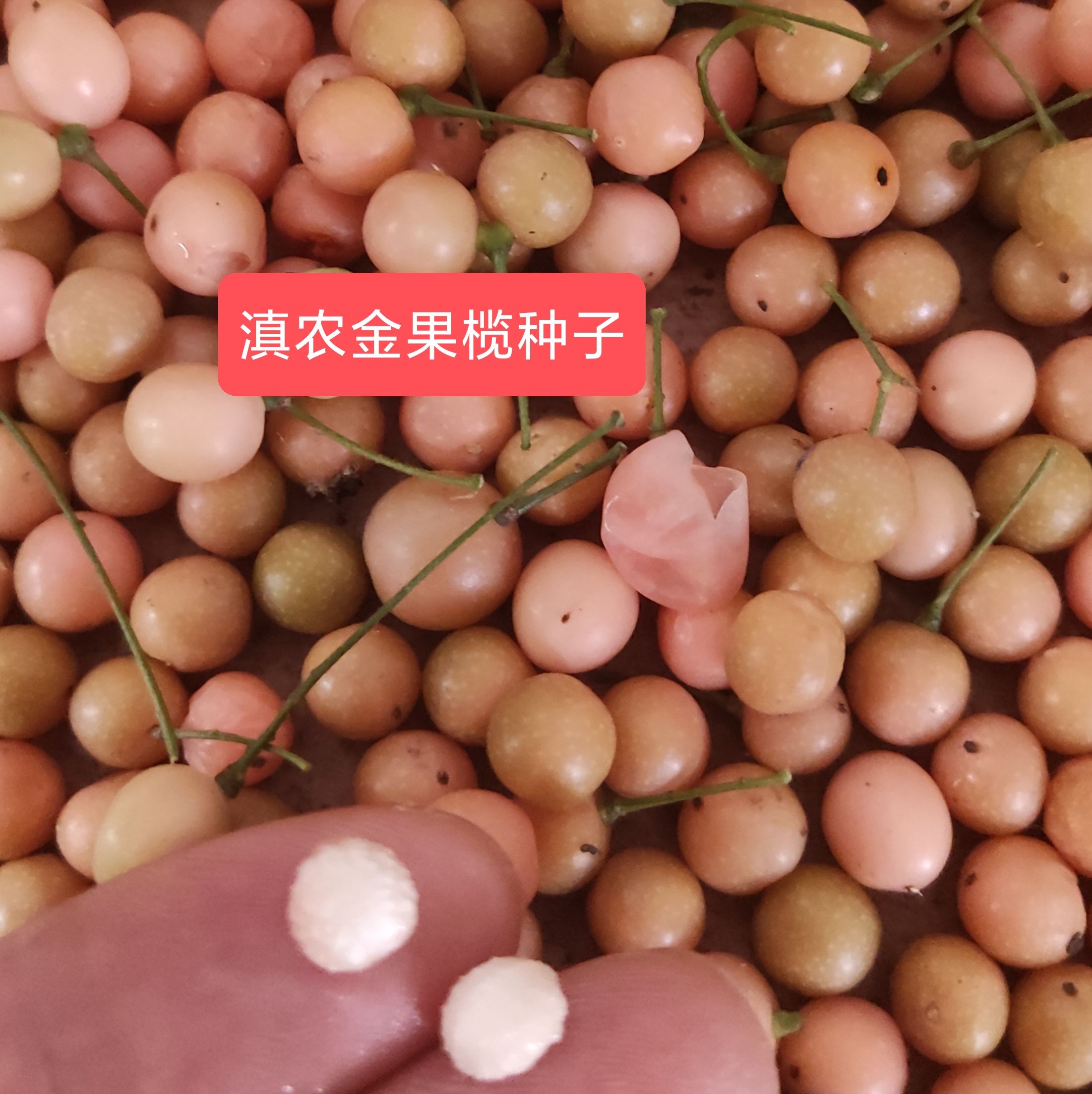 金果榄种子(地苦胆种)

基地直供 免费技术指导