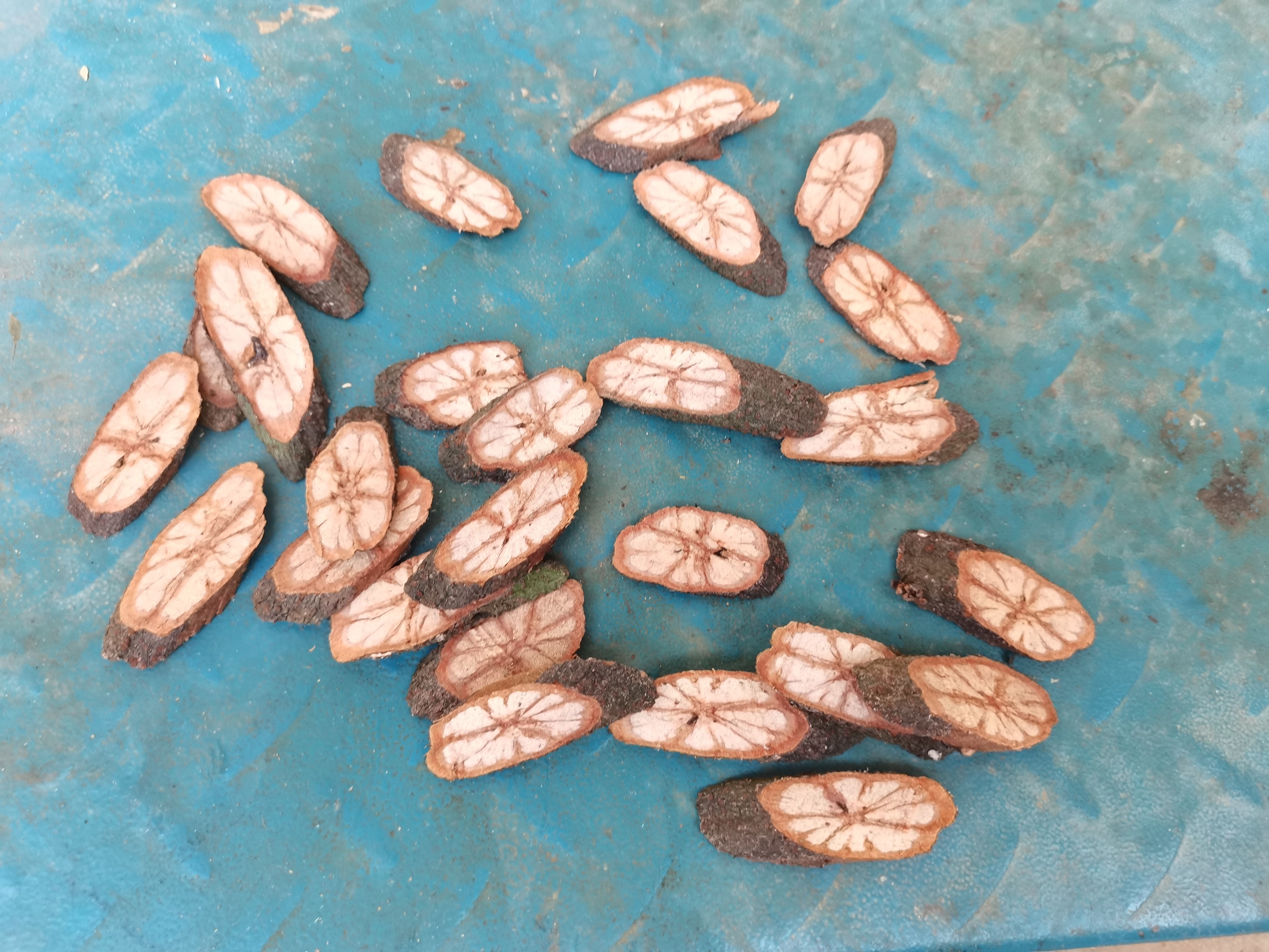 九龙藤 梅花入骨丹