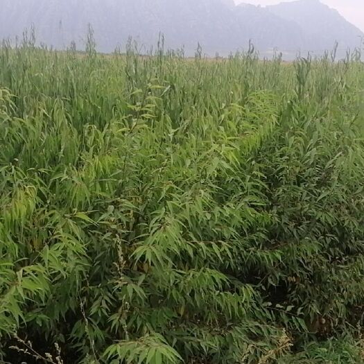 蔚县山桃苗 山桃，山杏杯苗，裸根苗