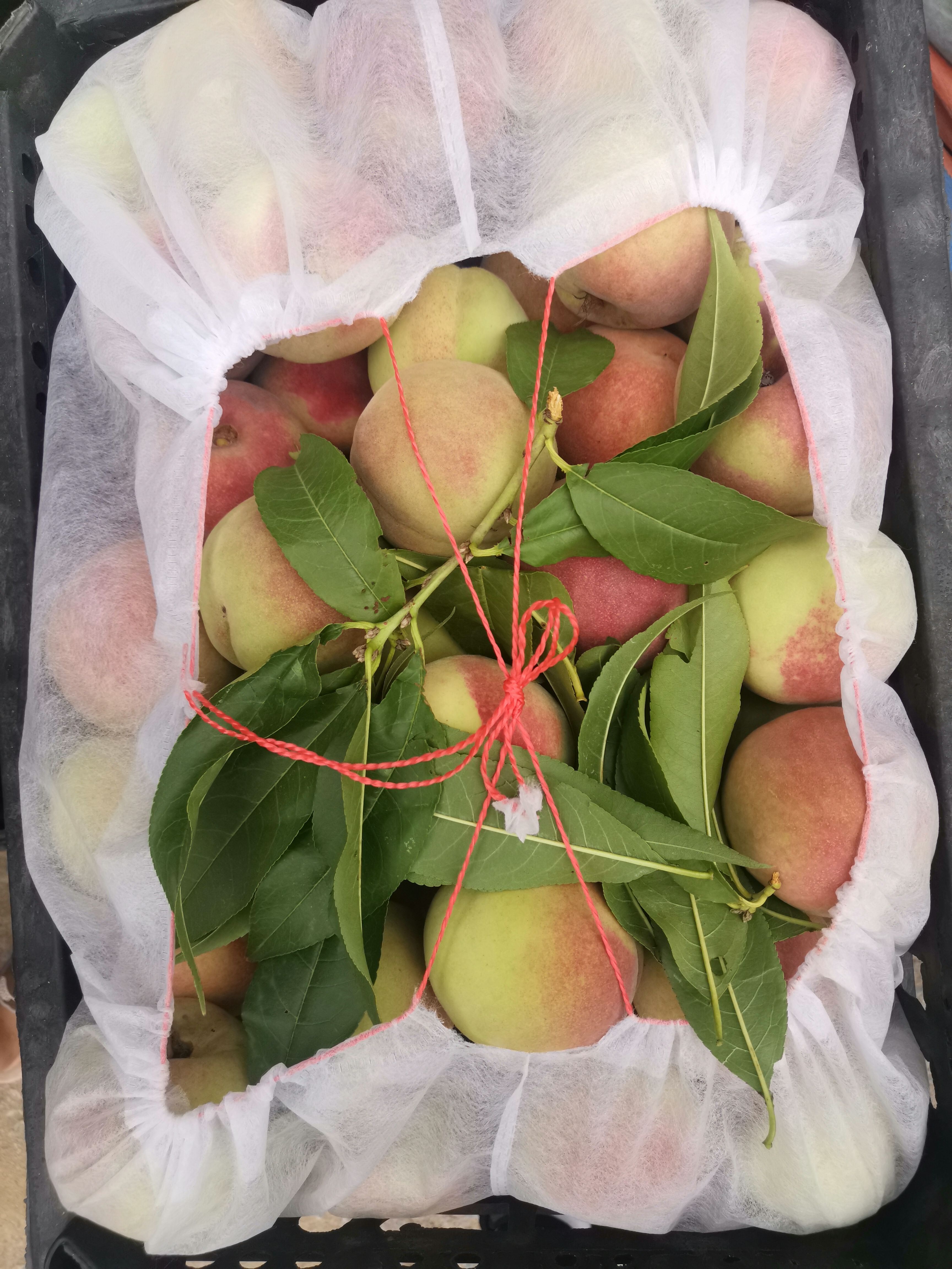 冬桃  现摘现发