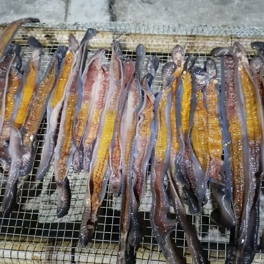 紫金县河源广地龙培育基地中藥才一件代发