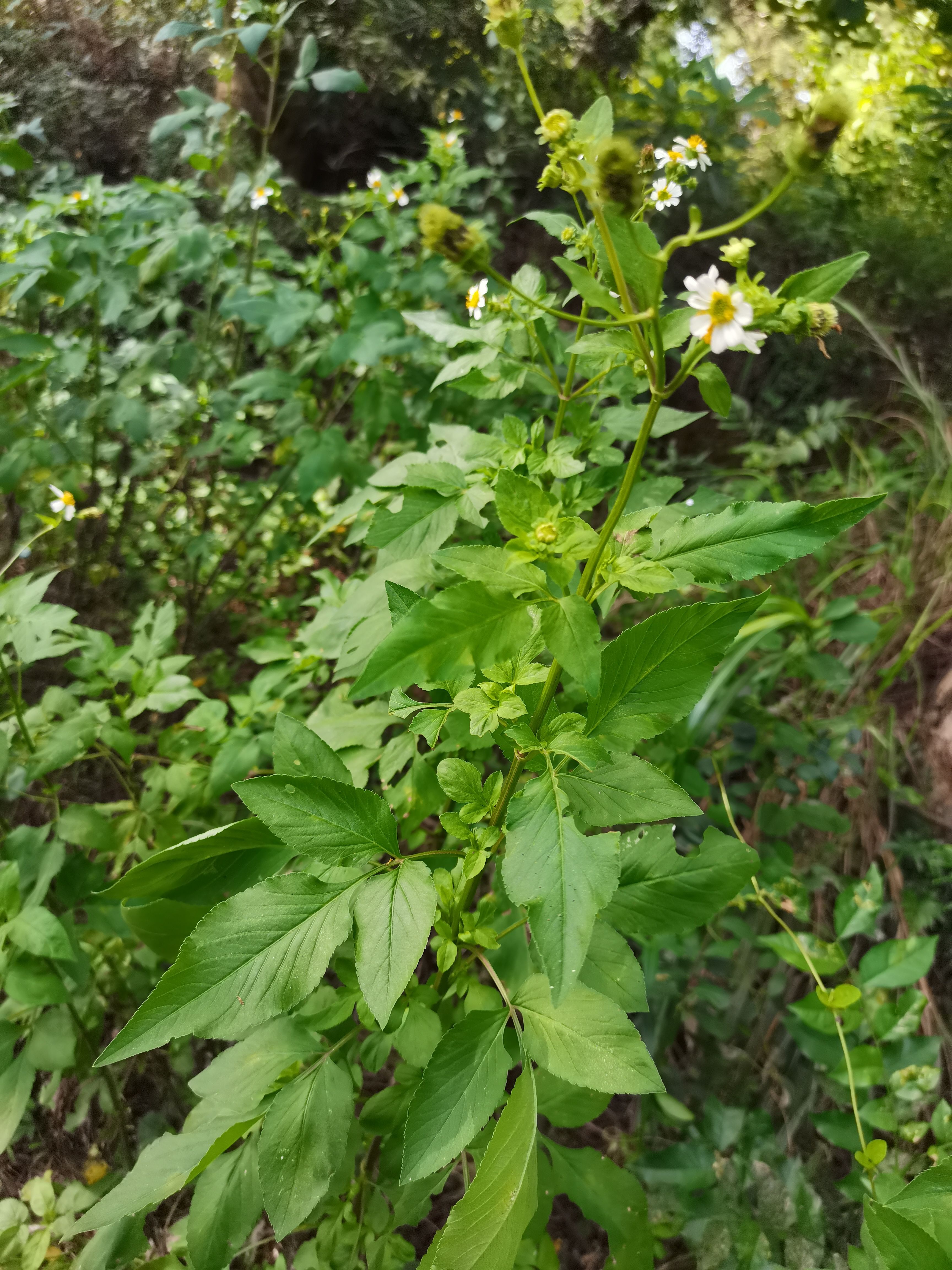 中药材【鬼针草】供应大货