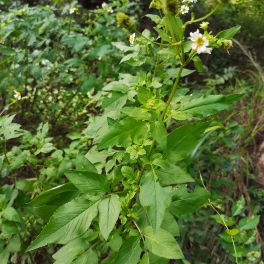 钟山县中药材【鬼针草】供应大货