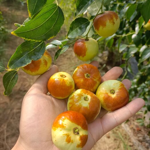 永济市蟠枣  鲜食枣子潘枣，送给挑剔的胃。品质如图。