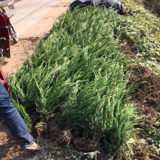 沭阳县小龙柏 龙柏床苗30～150公分高小龙柏基地直销 可实地考察