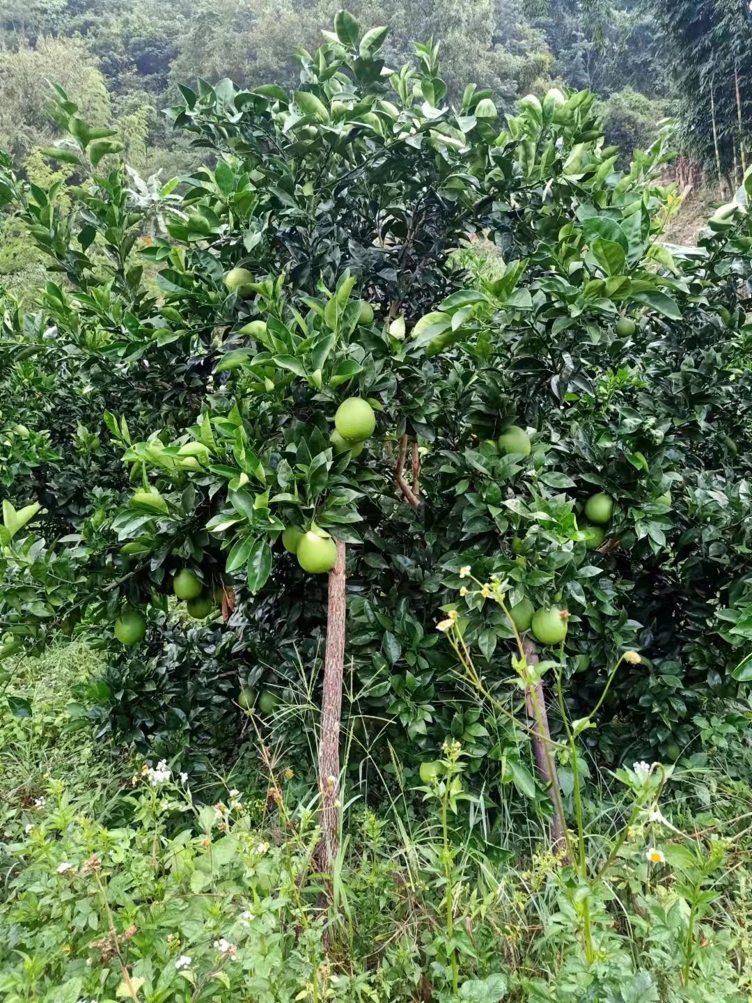  自然品味天成自在-纽荷尔脐橙，即将上市了。产地直供…