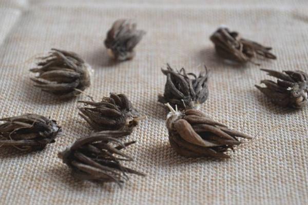 花毛茛种球四季开花洋牡丹球根耐寒多年生室内外花卉盆栽植物花