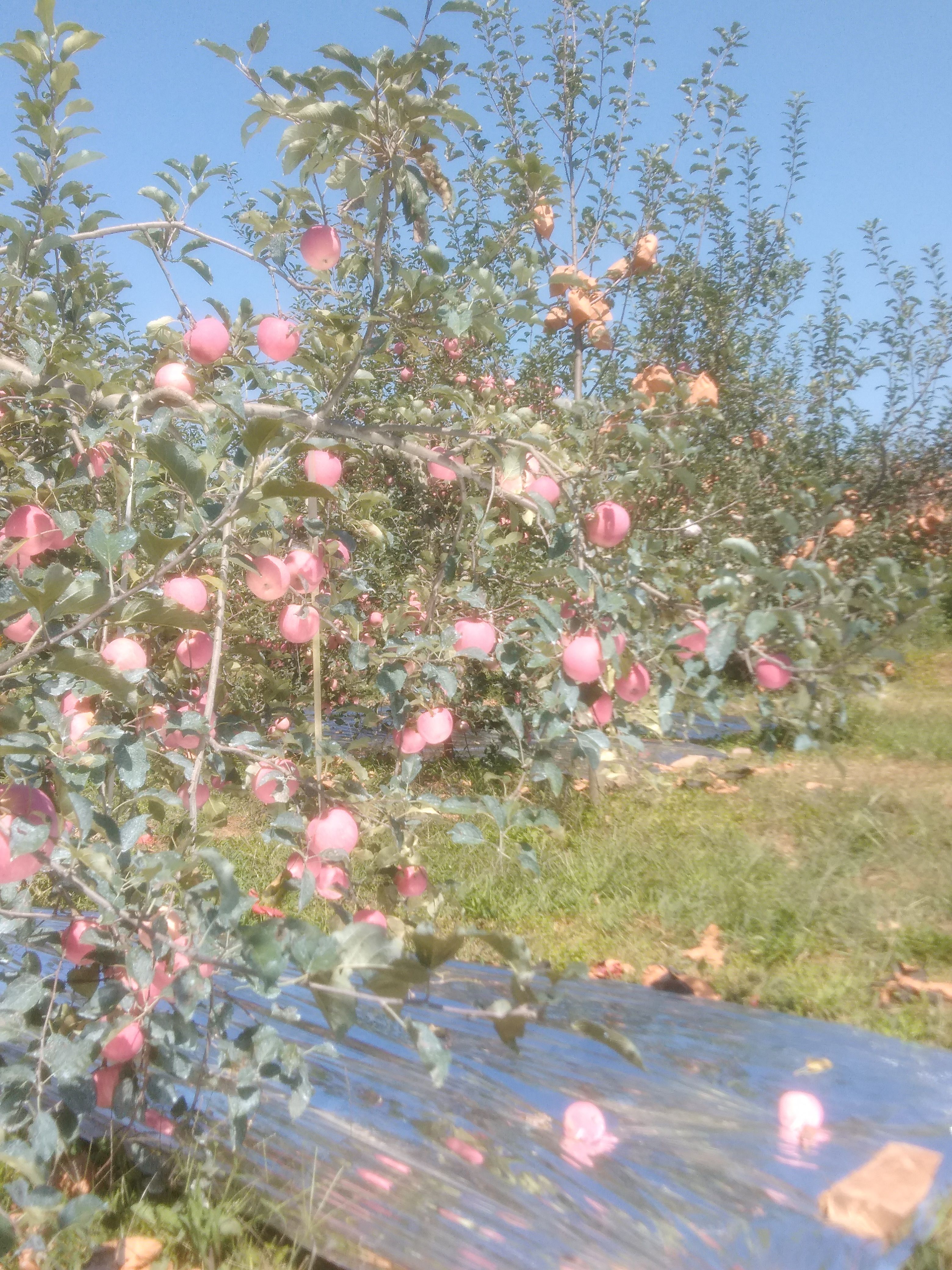  铜川市印台区广阳镇红富士苹果大量上市