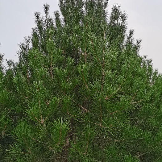 西安白皮松2米～3米