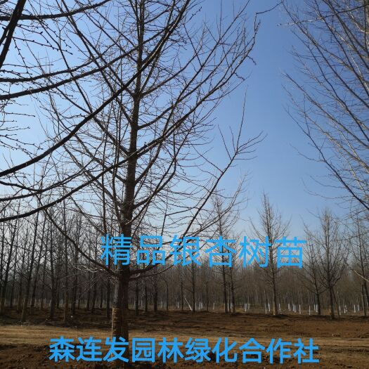 郯城县精品银杏树 银杏实生树