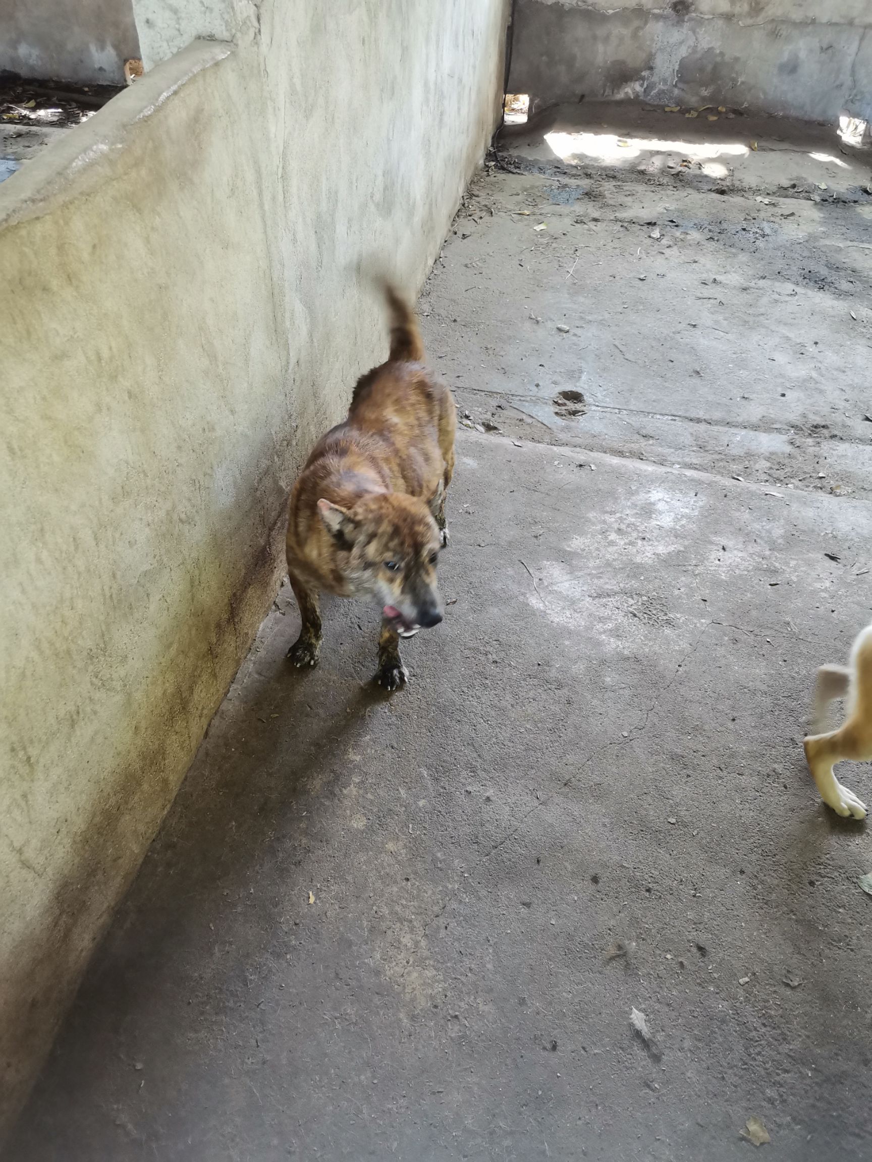 四眼土狗