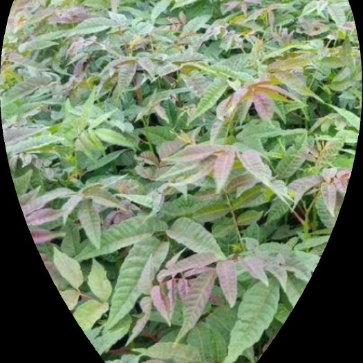 红油香椿苗 香椿树苗