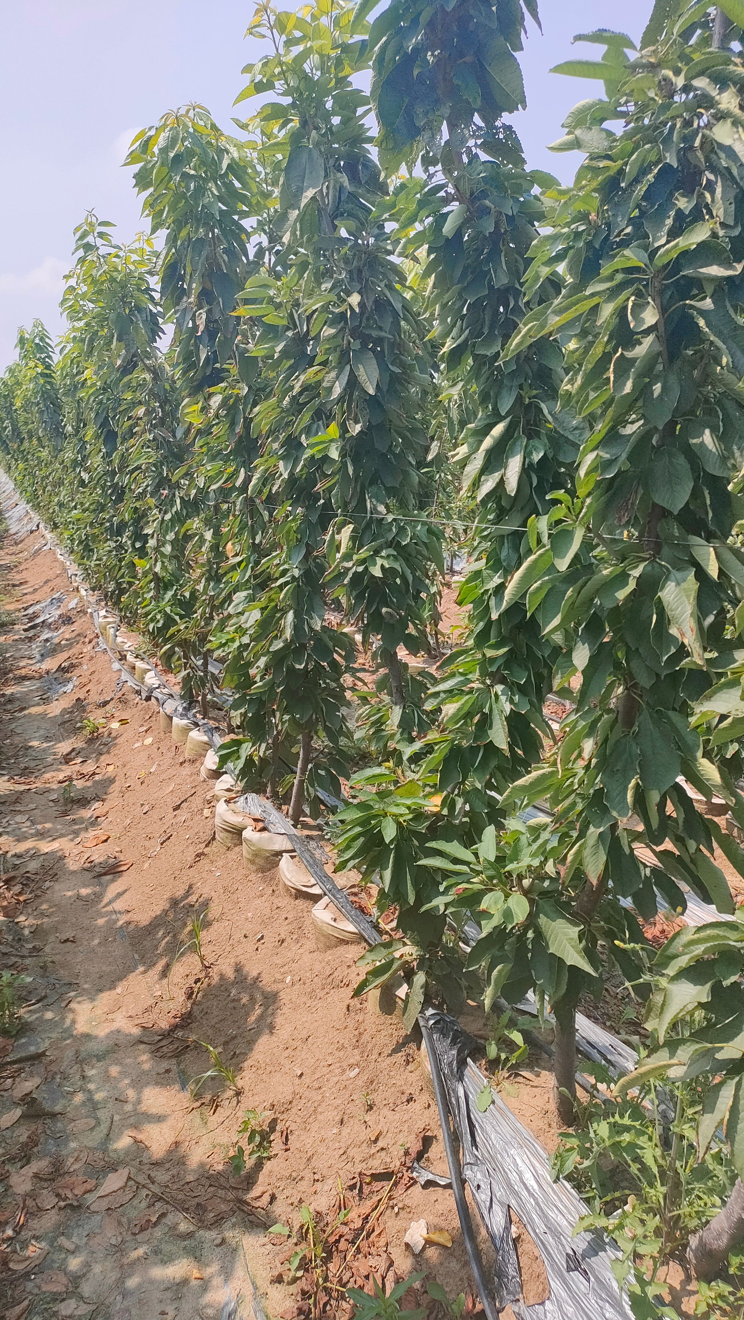 樱桃苗 一根根樱桃树苗2/3公分，盆栽樱桃树，新品种樱桃树苗