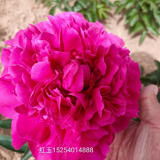 菏泽多花芍药 芍药精品芍药花观赏牡丹花牡丹苗芍药苗白芍苗