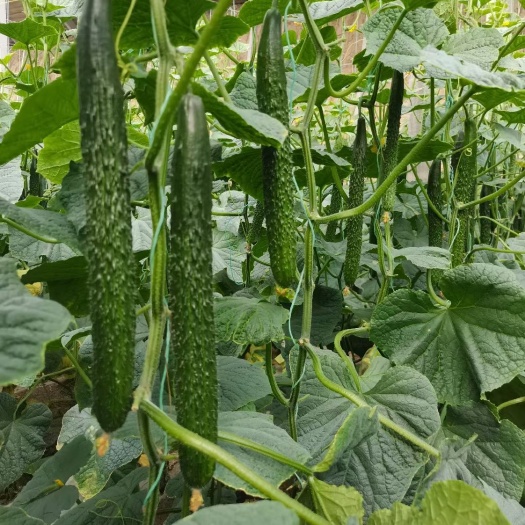 黄瓜种苗  黄瓜苗 强雌德瑞特黄瓜苗 嫁接秋延越冬一大茬黄