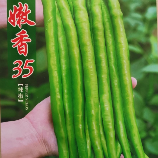 绵阳线椒种子  嫩香35