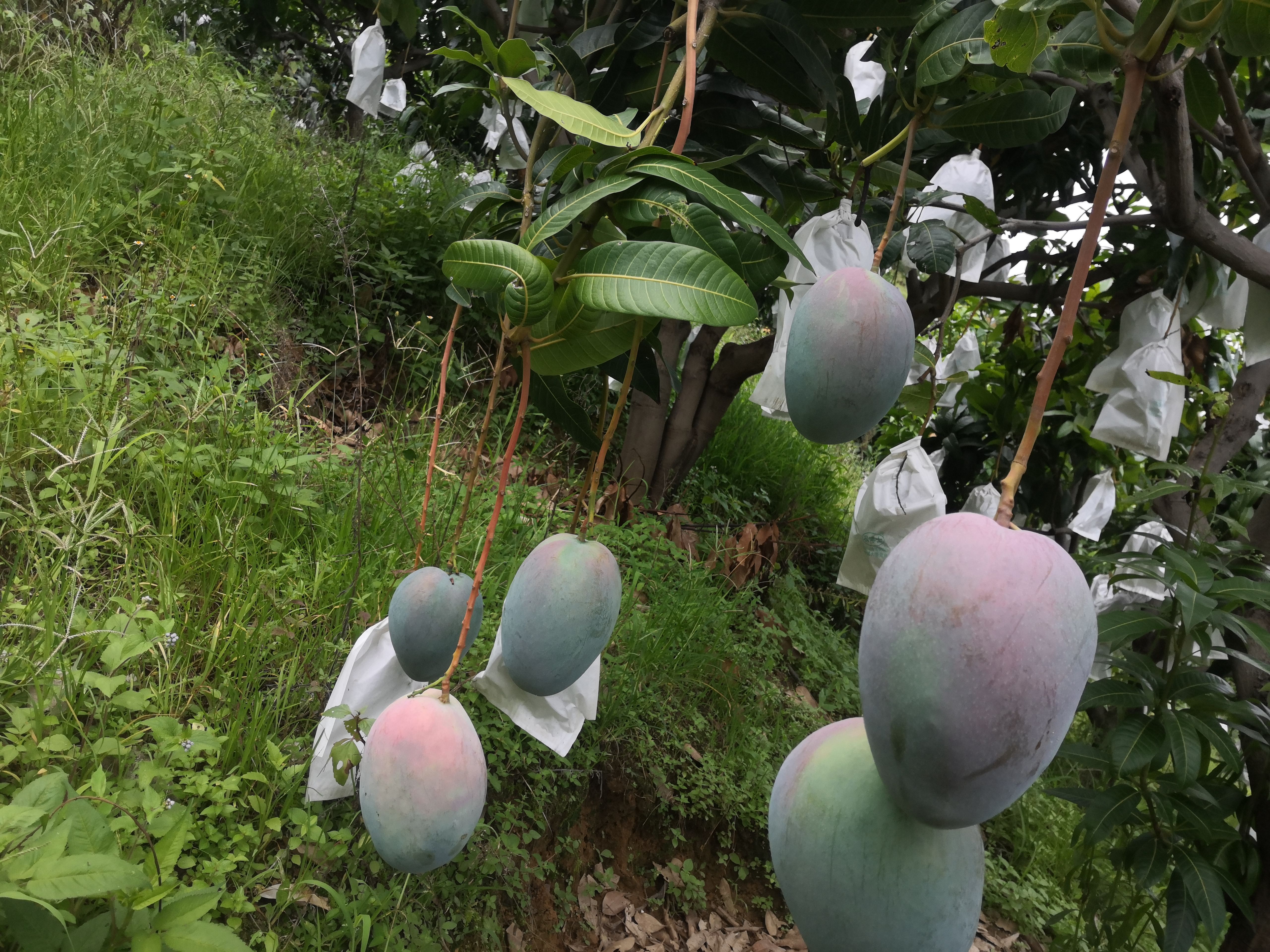 四川攀枝花凯特芒果 产地直供电商 商超 市场 果子店