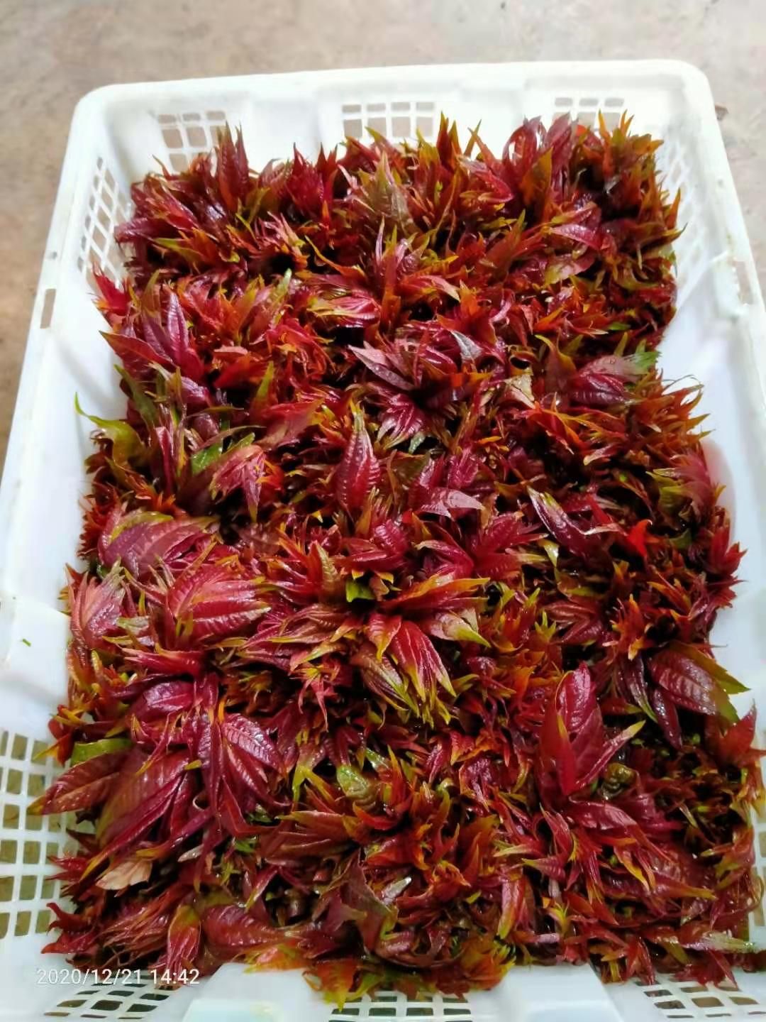 弥勒市红油香椿  红香椿