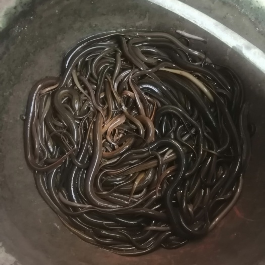 遂平县黄鳝苗 黄鳝鱼苗