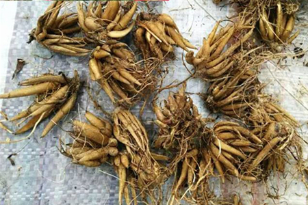 花毛茛种球四季开花洋牡丹球根耐寒多年生室内外花卉盆栽植物花