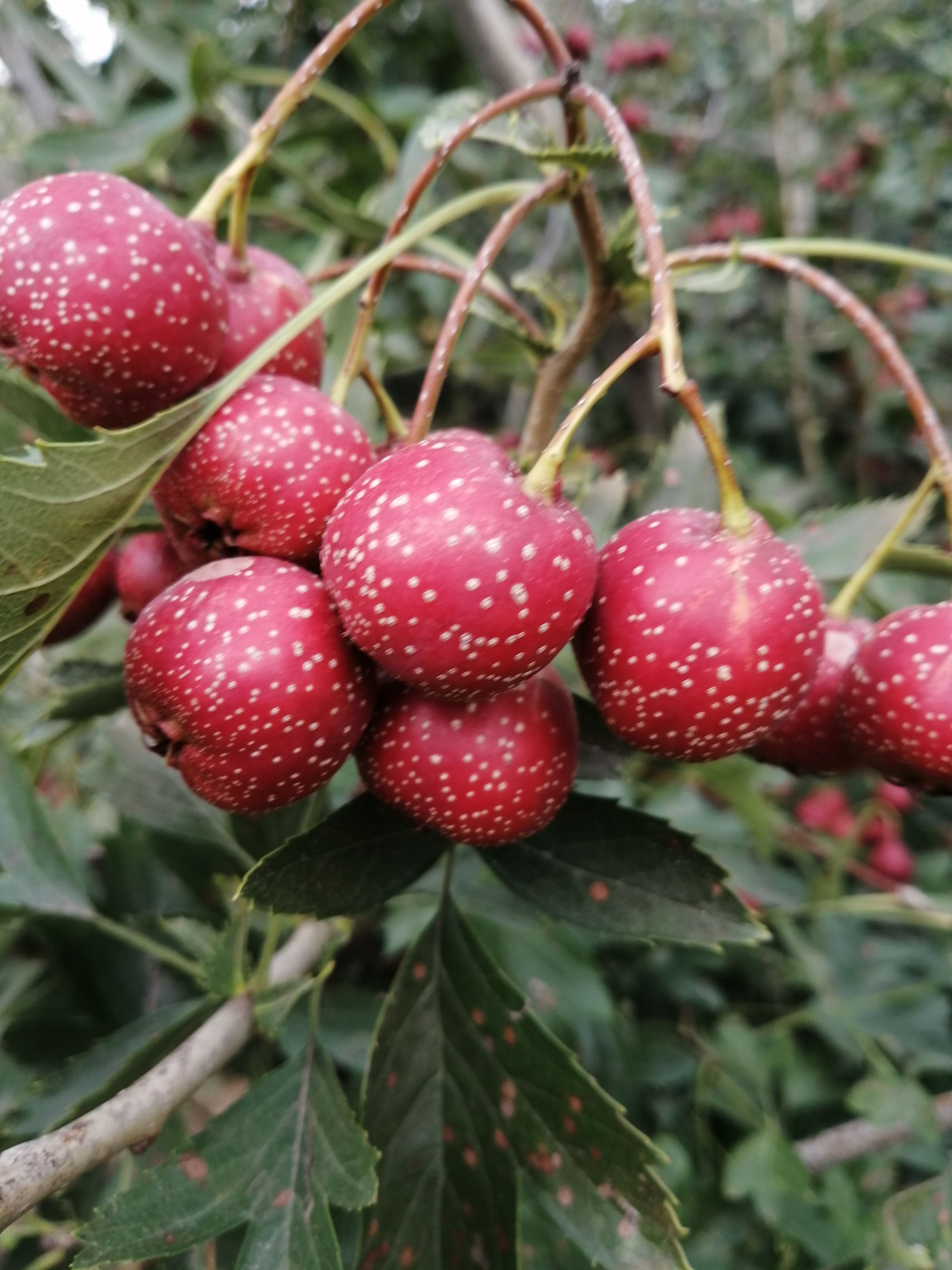 歪把红山楂 酸甜可口,色泽鲜艳
