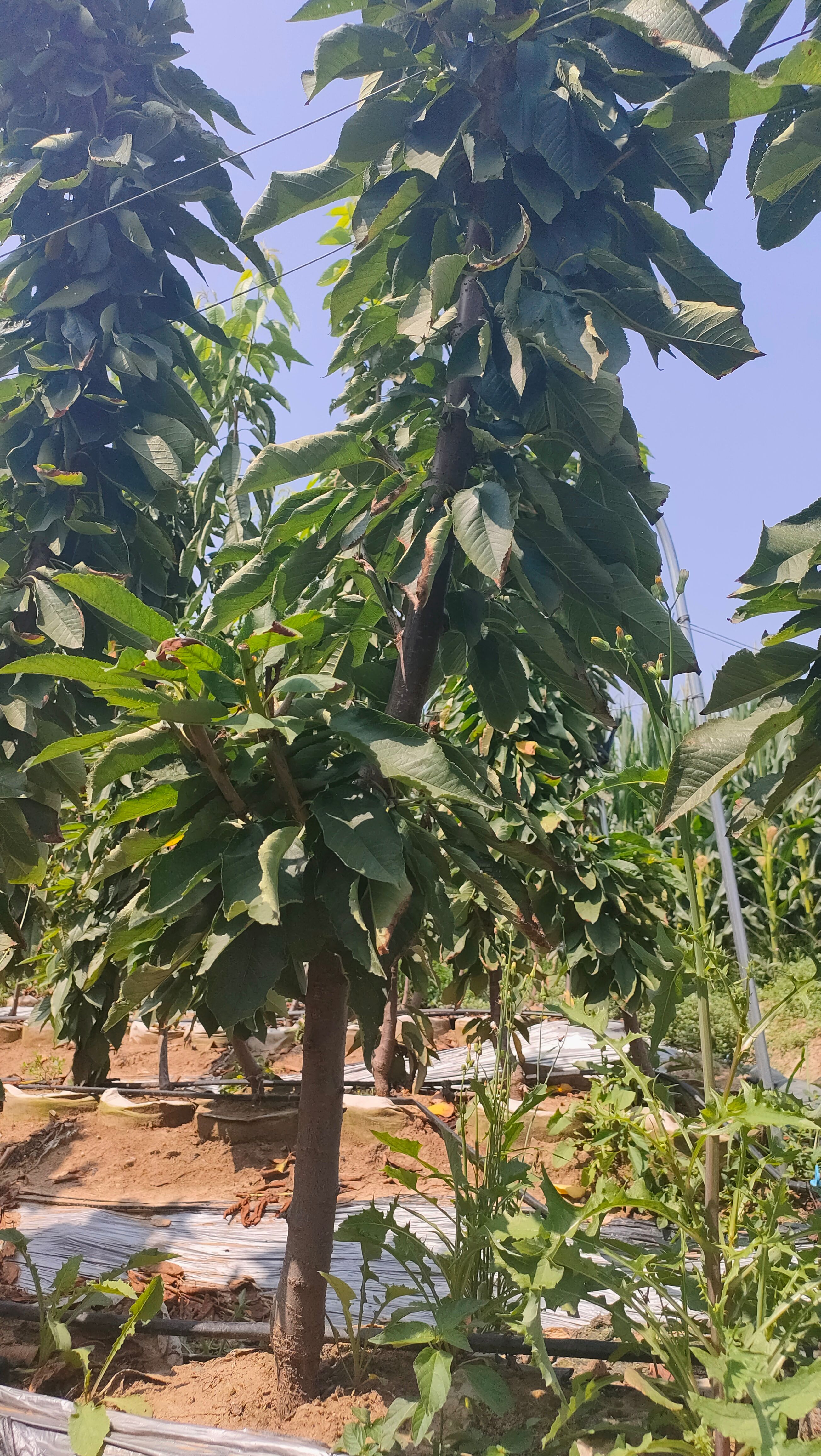 樱桃苗 一根根樱桃树苗2/3公分，盆栽樱桃树，新品种樱桃树苗